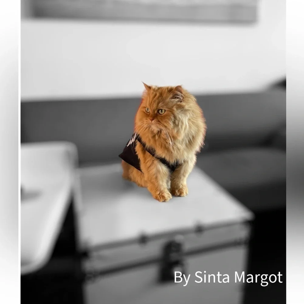 Digital photography by me of a Persian cat in black and white as an A4 print